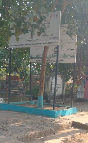 lot of tree
