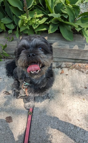 dog walking in riverdale/leslieville area. private dog walk