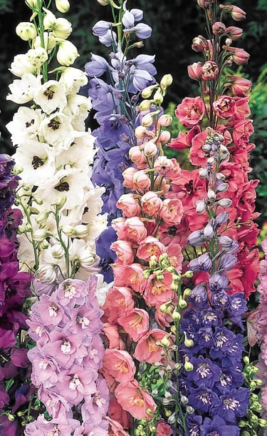 Vibrant delphinium flowers in shades of purple, pink, and white blooming on tall garden stems.
