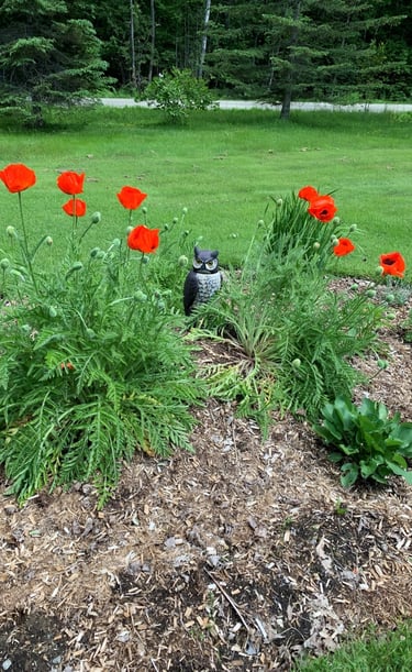 Vibrant red poppies blooming in a garden with a decorative owl decoy among green foliage.