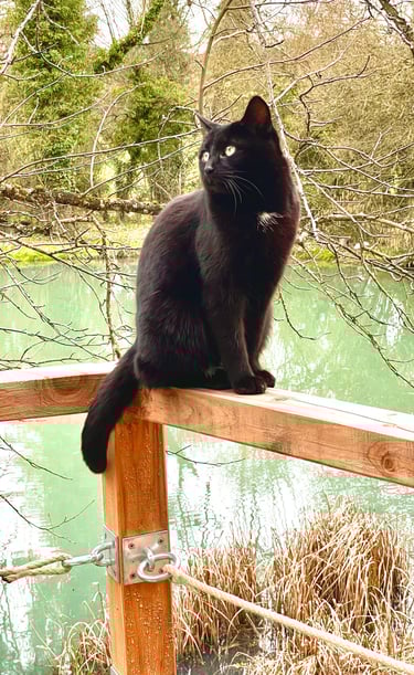 Chalet eau vacances foret nature chevaux 