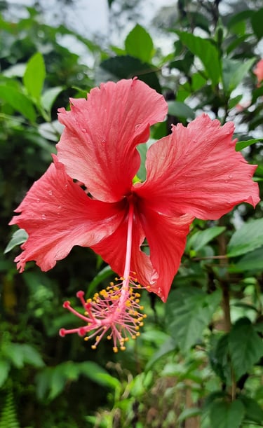 Gumamela grows in our farm's garden