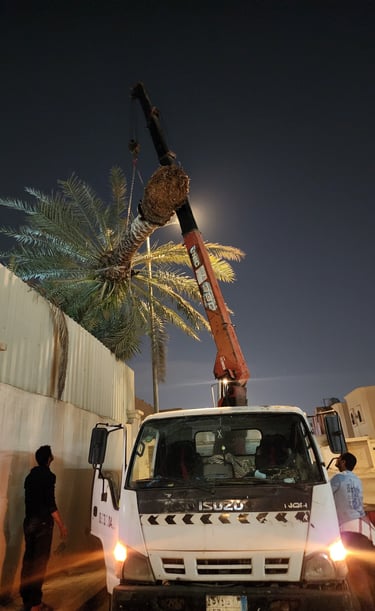 توريد نخيل عربي للفلل والمنازل