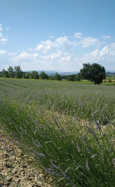 paysage agricole
