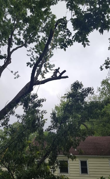 Large Maple removal in Shawnee Kansas. Technical rigging with large tree crew