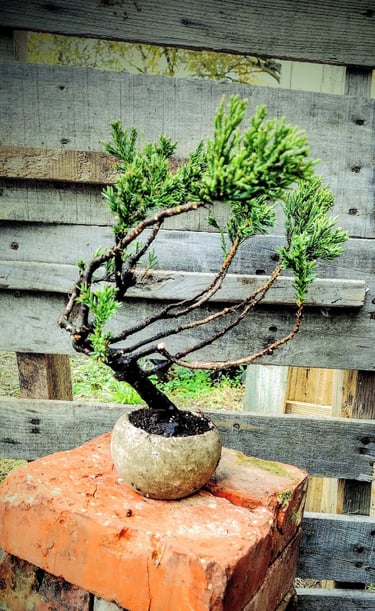 Juniperus procumbens nana
