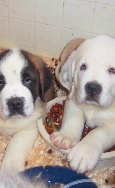 Saint Bernard puppies