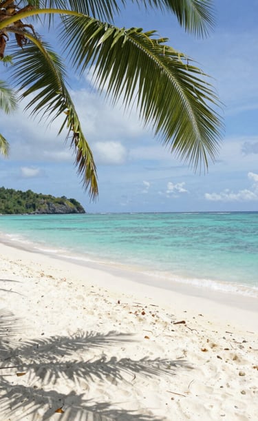 A peaceful beach scene with gentle waves and a lone palm tree at sunset.