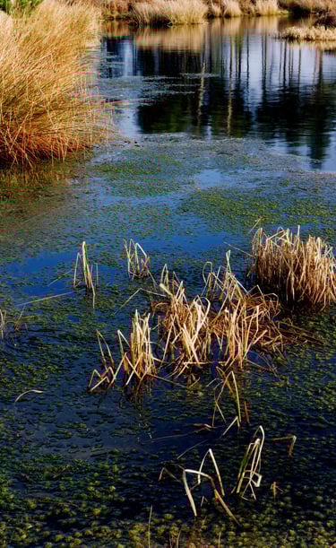 a pond with a few plants at Rainham Marshes