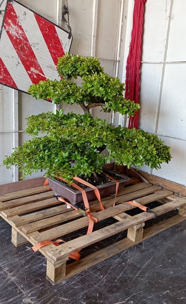 Transporte de Bonsais