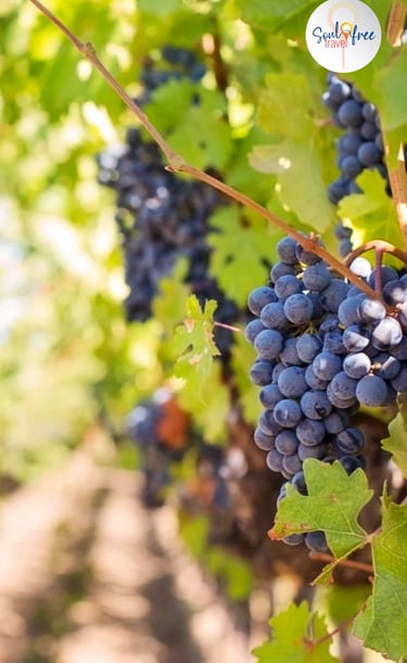 vinhos, degustação, olio oliva, Brunello