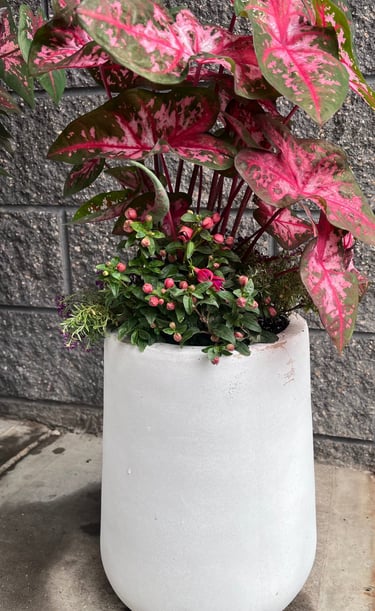 Pink caladium and fuchsia plants in a white modern planter against a stone wall.