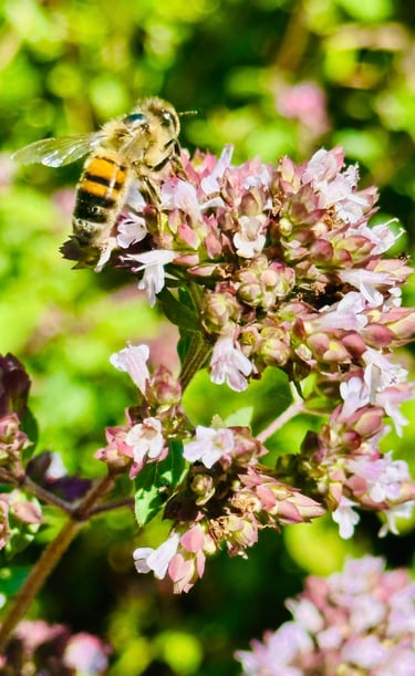 a bee on a flower with a bee on it