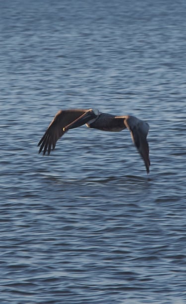 the brown pelican is one of many birds we see on our dolphin tours.