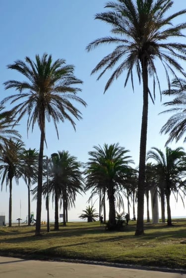 Isleta de palmeras de la Playa de la Patacona