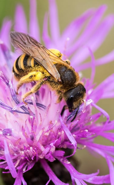 A honey bee covered in yellow pollen collects nectar from a vibrant purple wildflower.