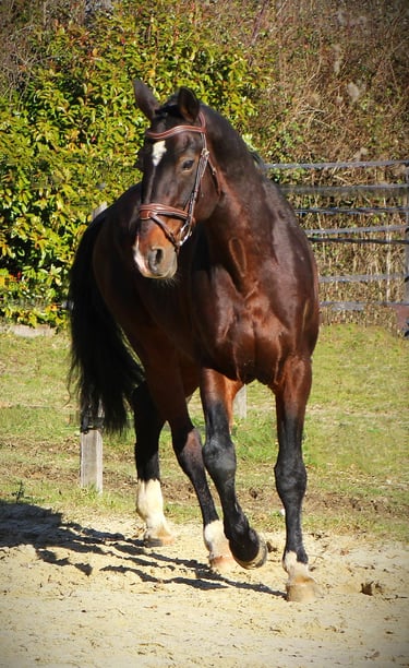 Selle français étalon élevage quinoto bois margot l'arc de triompheletrecas champagne