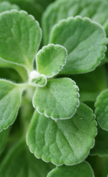 vicks plant