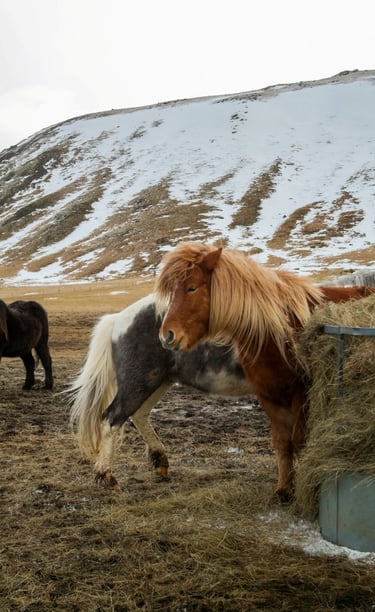islanda-pony