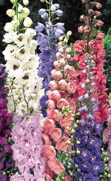 Tall spikes of colorful delphinium flowers in purple, pink, white, and blue in a summer garden.