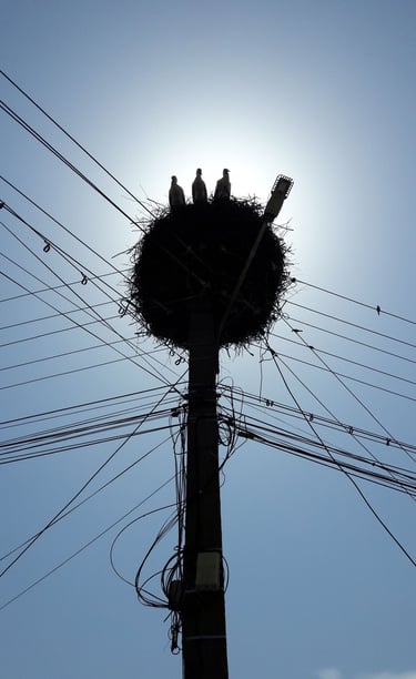 Baby storks somewhere in Transilvania