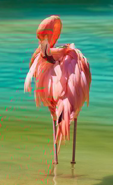GORIGO Mundomar a flamingo bird standing in shallow water