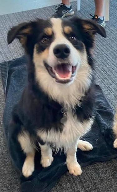 tri black border collie puppies 