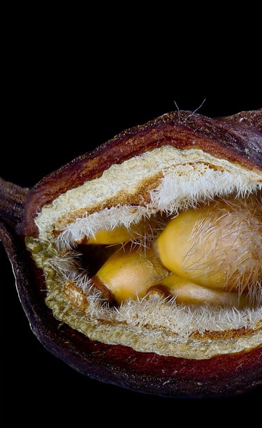 No Clasificado color noviembre 2025