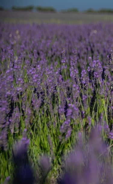 21º ClasificadoConcursillo Octubre 2025 Color