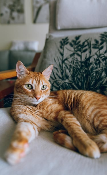 terapia-felv-fiv-koty-retromad1