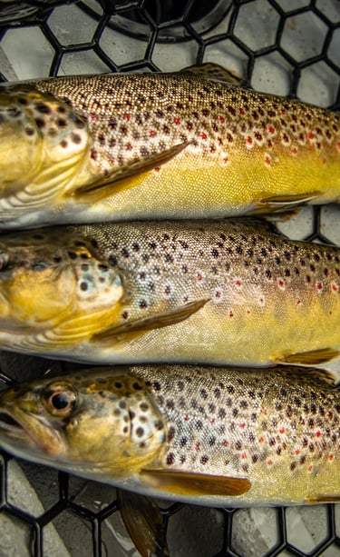 The South Holston River is full of wild brown trout.