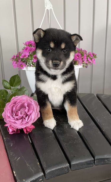 Dogs & Puppies for sale SA - South Africa