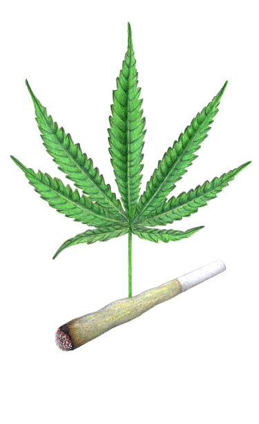 Cannabis illustration