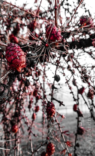 Larch cones abstract