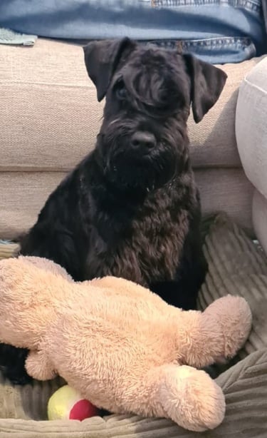 Aiko des Diamants Noirs d'Also