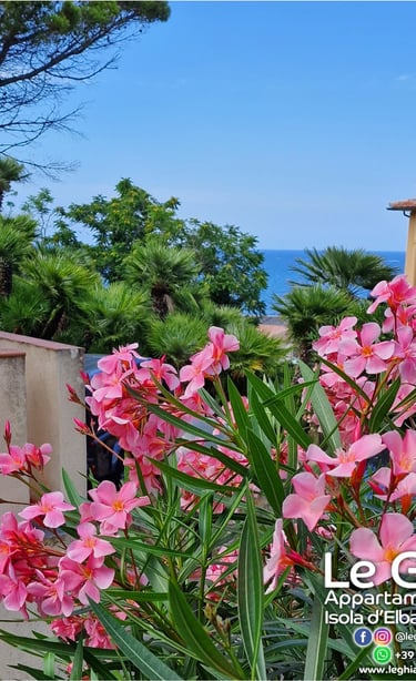 view of the garden with flowers in front of the sea