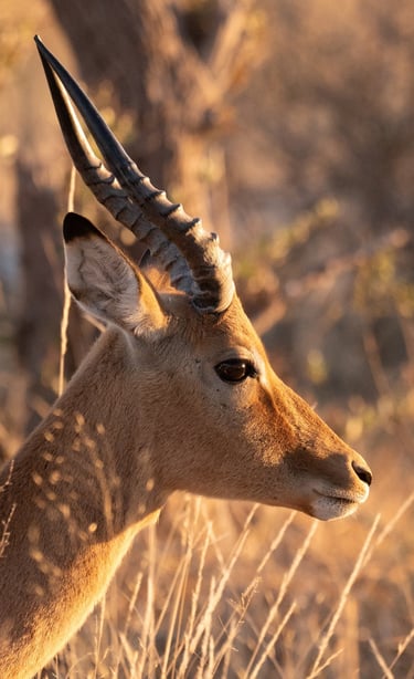 an impala in Botswana