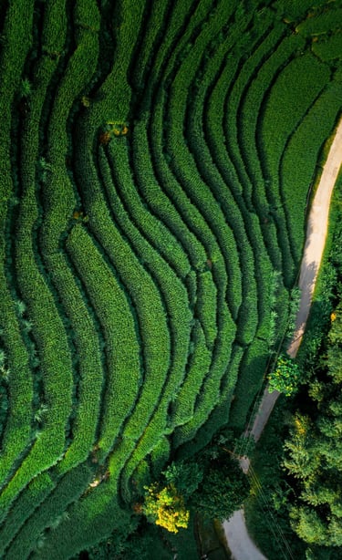 Paddy field at Kagay