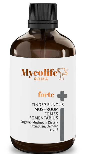 Zunderschwamm Fomes Fomentarius