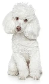 toy poodle dog