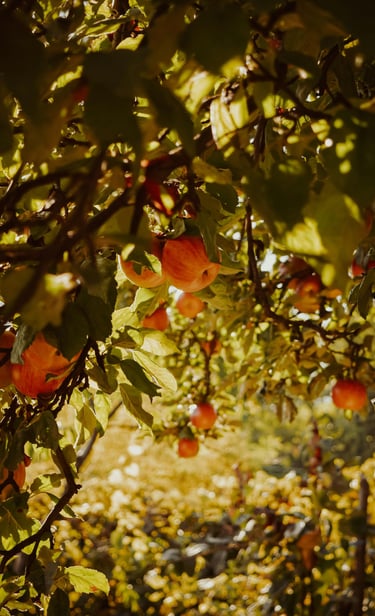 Ripe red apples hang heavy on branches in an sunlit orchard, ready for harvest, highlighting autumn's bounty.