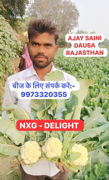 Farmer Ajay Saini from Rajasthan holds fresh NXG Delight cauliflower heads in a lush vegetable farm.
