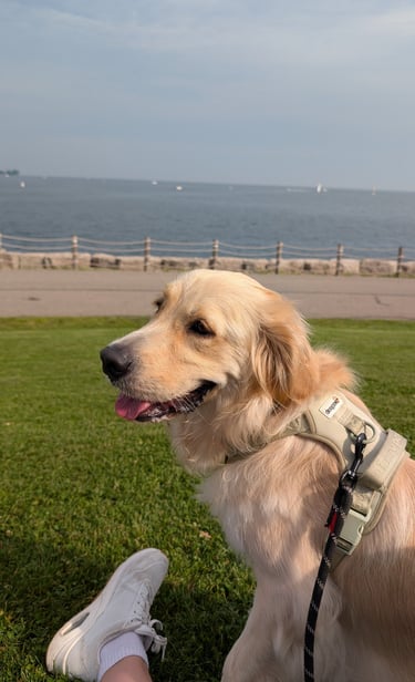 Golden Retriever dog wearing a tan harness sitting on green grass by a scenic waterfront.