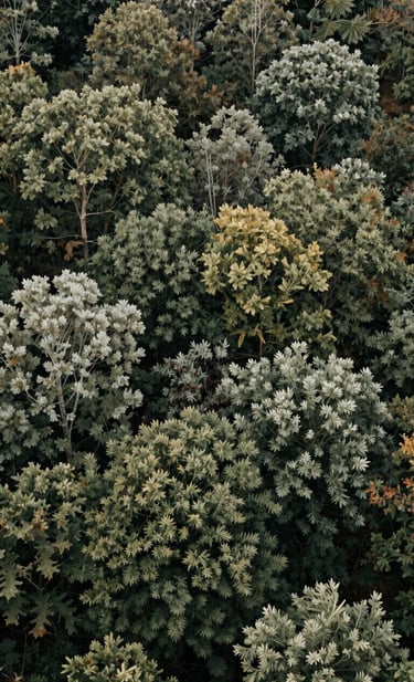 A wide-angle landscape photograph of a North American / US forest during autumn, featuring muted olive and sage green foliage. The lighting is soft and ethereal, capturing the natural world with a clean and sophisticated aesthetic. No people present.