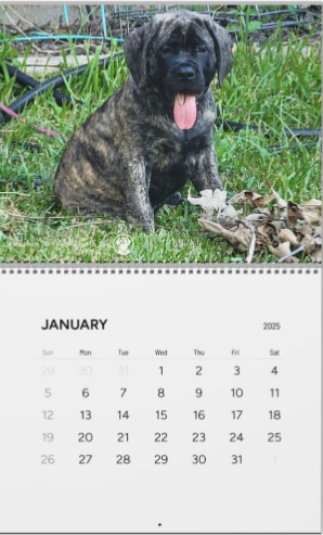 2025 Wall Calendar with this adorable wall calendar featuring pictures of cute English Mastiffs