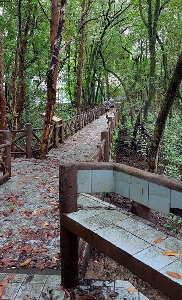 thailand phang nga mangrove forest park