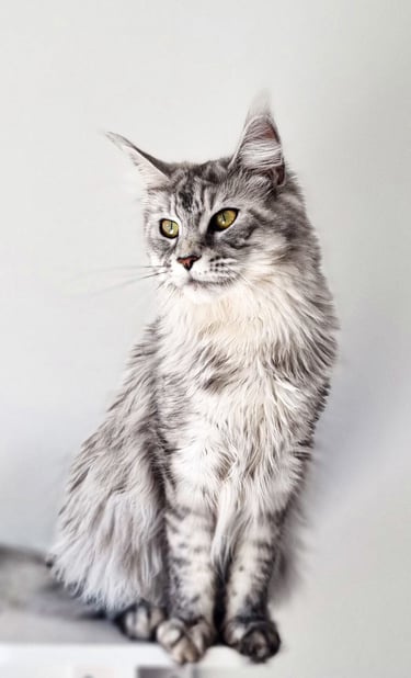 Maine Coon assis
