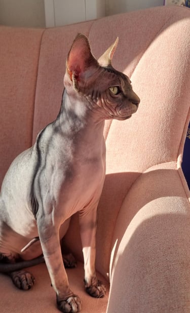 Sphynx sur un fauteuil