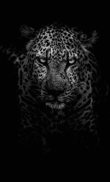 un léopard dans l’obscurité sur un fond noir