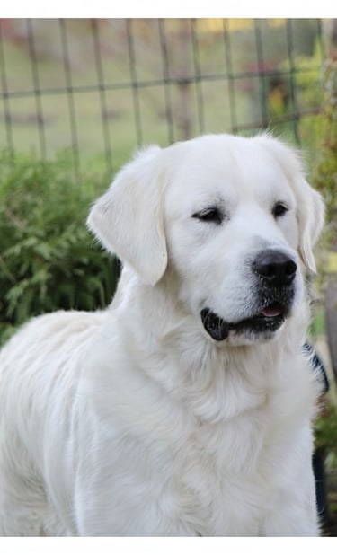 Sleepysong Kennel STUD Golden Retriever dog